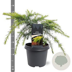 Cedrus deod. 'Golden Horizon' 30-40 cm 5,0L