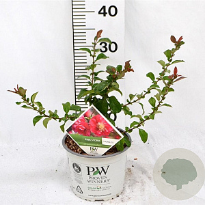 Chaenomeles spec. 'Pink Storm' 30-40 cm 3,0L