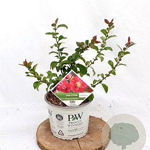 Chaenomeles spec. 'Pink Storm' 30-40 cm 3,0L