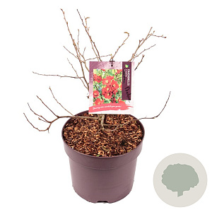 Chaenomeles sup. 'Nicoline' 35-40 cm 7,5L