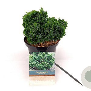 Chamaecyparis o. 'Nana Gracilis' 15-20 cm 2,0L