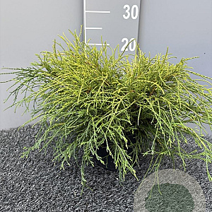 Chamaecyparis p. 'Sungold' 40 cm 2,0L