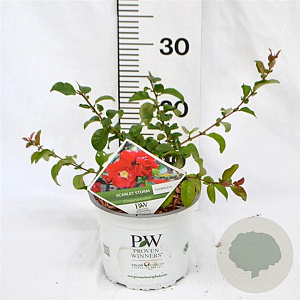 Chaenomeles spec. 'Scarlet Storm' 30-40 cm 3,0L