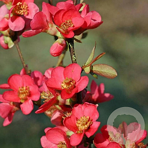 Chaenomeles spec. 'Umbilicata' 100-125 cm 20L 3 tak