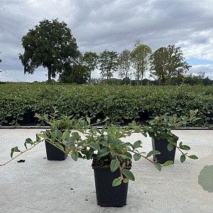 Cotoneaster dam. 'Major' 20-25 cm P9