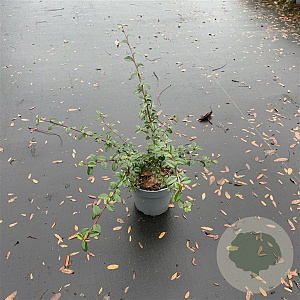 Cotoneaster suec. 'Coral Beauty' 25-30 cm P13