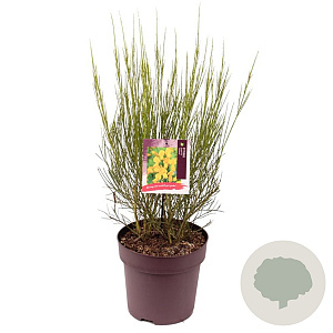 Cytisus scop. 'Vanesse' 60-80 cm 10L