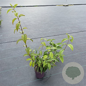 Deutzia hybrida 'Mont Rose' 20-25 cm P13