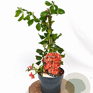 Chaenomeles sup. 'Crimson and Gold' 30-40 cm 2,0L