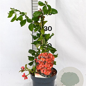 Chaenomeles sup. 'Crimson and Gold' 30-40 cm 2,0L