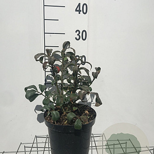 Euonymus alat. 'Compactus' 20-30 cm 3,0L
