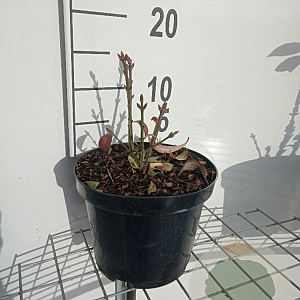 Euonymus alat. 'Compactus' 20-30 cm 3,0L