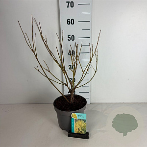 Forsythia int. 'Lynwood' 50-60 cm 35L