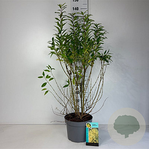 Forsythia int. 'Lynwood' 100-125 cm 10L