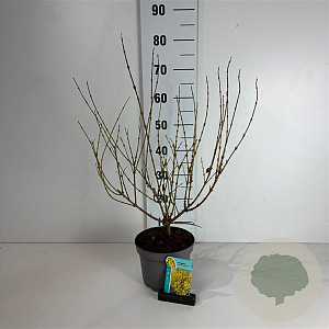 Forsythia int. Week-End 50-60 cm 35L