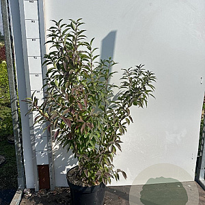 Forsythia int. Week-End 60-80 cm 7,5L