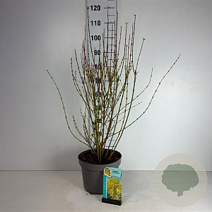 Forsythia int. Week-End 60-80 cm 10L