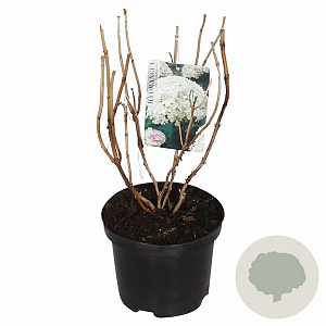 Hydrangea a. 'Annabelle' 30-40 cm 3,0L