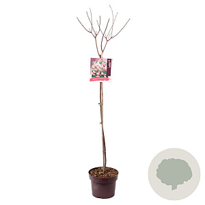 Hydrangea pan. Fraise Melba 80 cm stam 5,0L