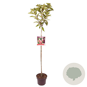 Hydrangea pan. Pinky Winky 80 cm stam 5,0L