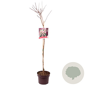 Hydrangea pan. Vanille-Fraise 80 cm stam 5,0L