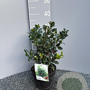 Ilex meserv. Heckenfee 30-40 cm 3,0L