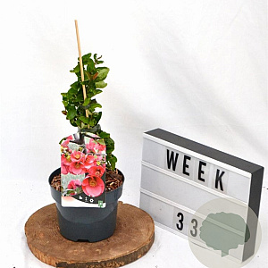 Chaenomeles sup. 'Pink Lady' 30-40 cm 2,0L