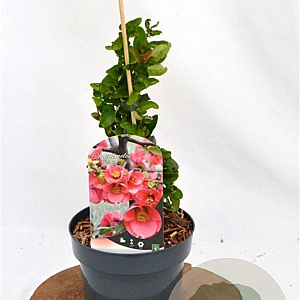 Chaenomeles sup. 'Pink Lady' 30-40 cm 2,0L