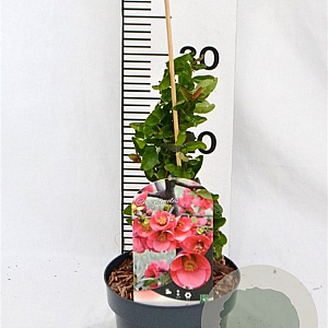 Chaenomeles sup. 'Pink Lady' 30-40 cm 2,0L