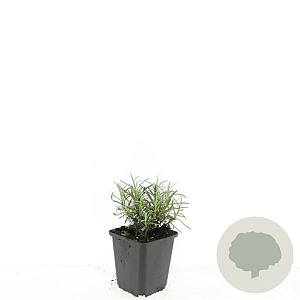 Lavandula ang. 'Munstead' GM P9