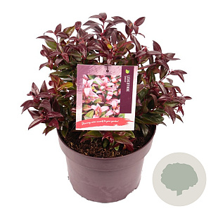 Leucothoe 'Zeblid' 25-30 cm 5,0L