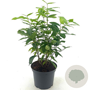 Chimonanthus praecox 30-40 cm 3,0L