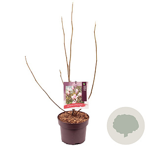 Magnolia soulangeana 60-70 cm 50L