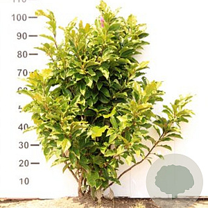 Magnolia 'Susan' 100-120 cm met kluit