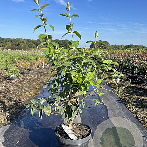 Philadelphus 'Belle Etoile' 60-80 cm 7,5L