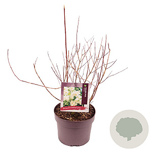 Philadelphus 'Lemoinei' 25-30 cm 3,0L