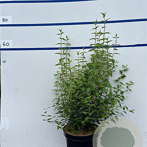 Philadelphus 'Lemoinei' 80-100 cm 7,5L