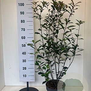 Photinia fraseri 'Carré Rouge' 80-100 cm 7,5L