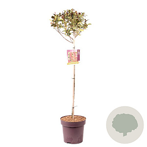 Photinia fraseri 'Carré Rouge' 100 cm stam 13L