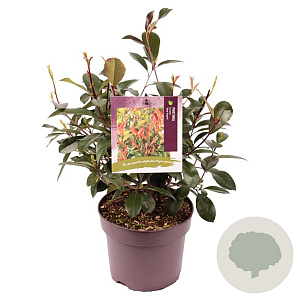 Photinia fraseri 'Red Robin' 50-60 cm 7,5L