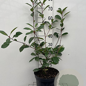 Photinia fraseri 'Red Robin' 60-80 cm 7,5L