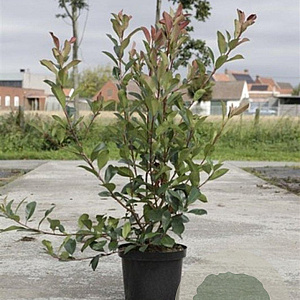 Photinia fraseri 'Red Robin' 100-120 cm 10L