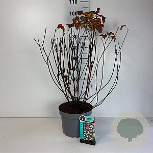 Physocarpus opulif. 'Diabolo' 60-80 cm 10L