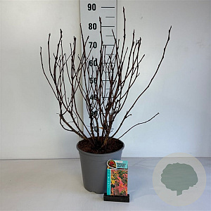 Physocarpus opulif. Magic Ball 50-60 cm 6,5L