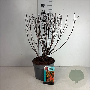 Physocarpus opulif. Magic Ball 50-60 cm 10L