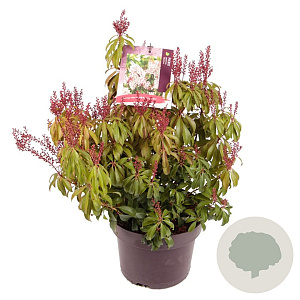 Pieris japonica 'Bonfire' 30-40 cm 5,0L