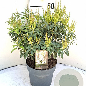 Pieris japonica 'Bonfire' 30-40 cm 5,0L