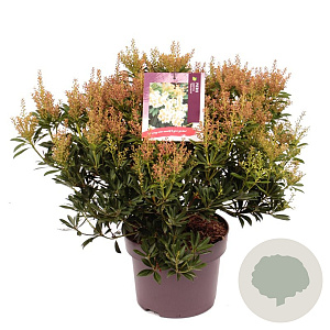 Pieris jap. 'Debutante' 30-40 cm 5,0L