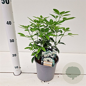 Choisya ternata 20-30 cm 2,5L