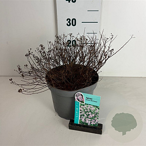 Spiraea jap. 'Little Princess' 20-30 cm 3,5L